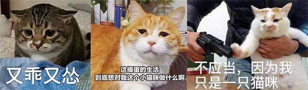 喵星人大军入侵手游，云吸猫的盛宴