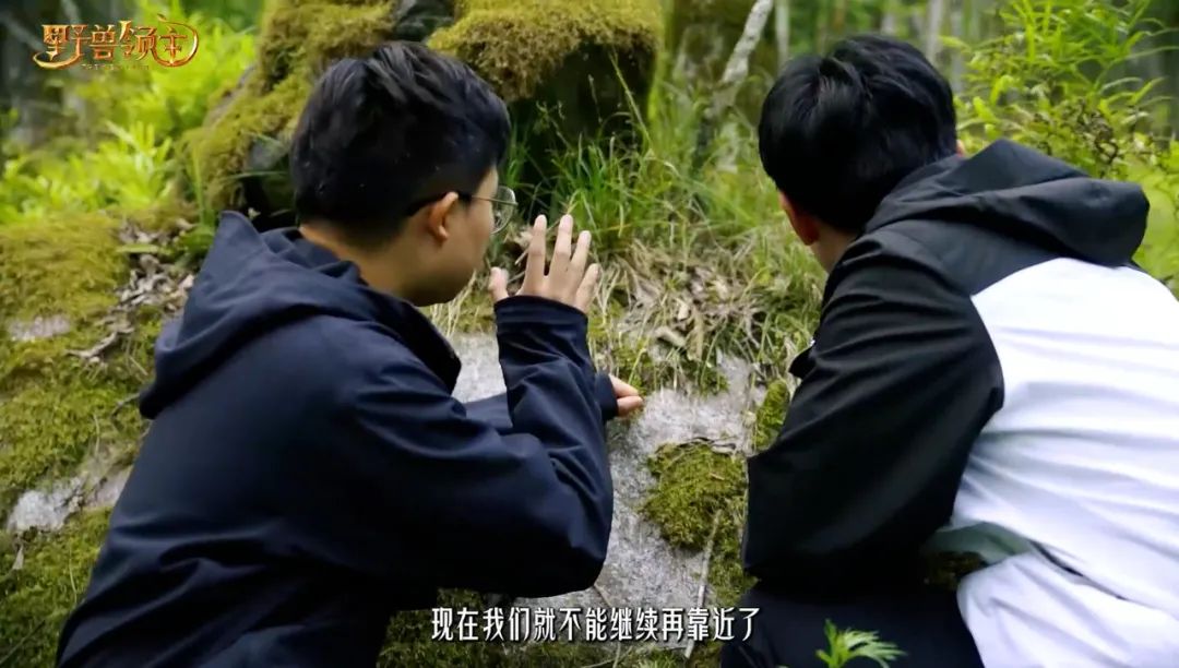 「抽象」主题曲冲上B站爆款第二名？这款SLG把动物题材玩出花了